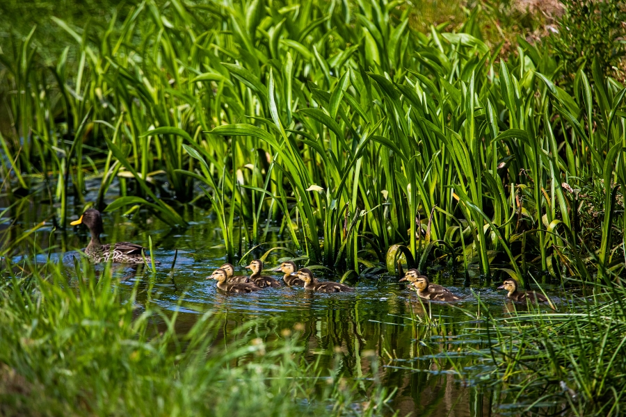 4 Bedroom Property for Sale in Pearl Valley at Val de Vie Western Cape